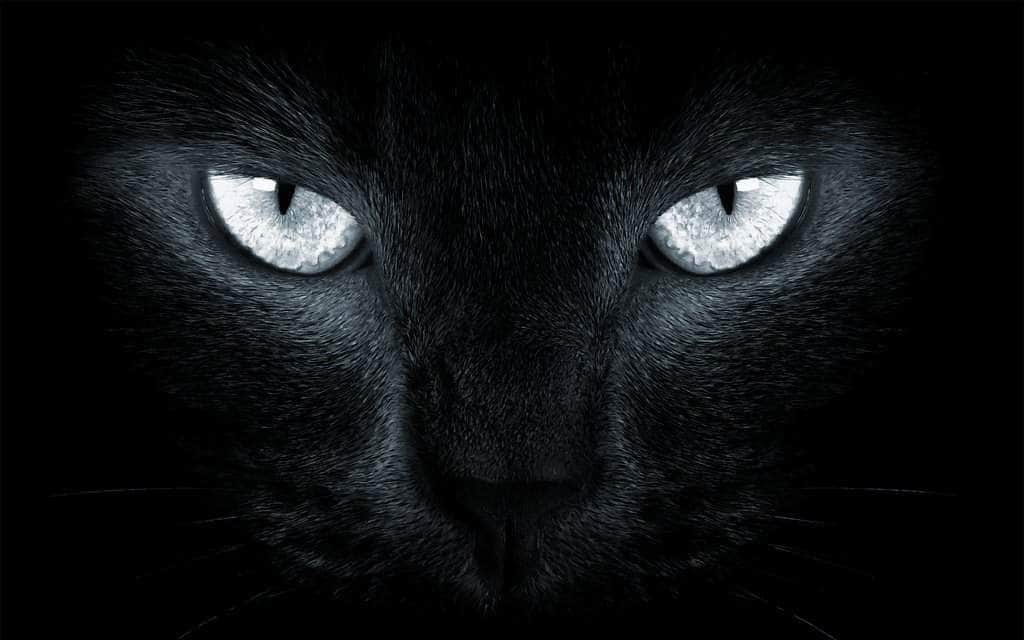 What is the History of the Superstitious Black Cat?