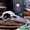 Edgar's Raven Skull Figurine Edgar Allen Poe Ornament | Gothic Giftware - Alternative, Fantasy and Gothic Gifts
